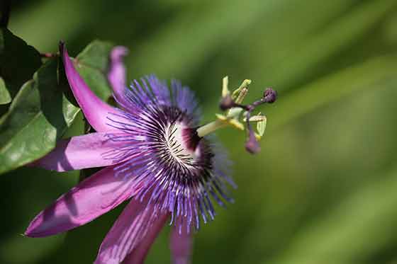 Pink Passion flower