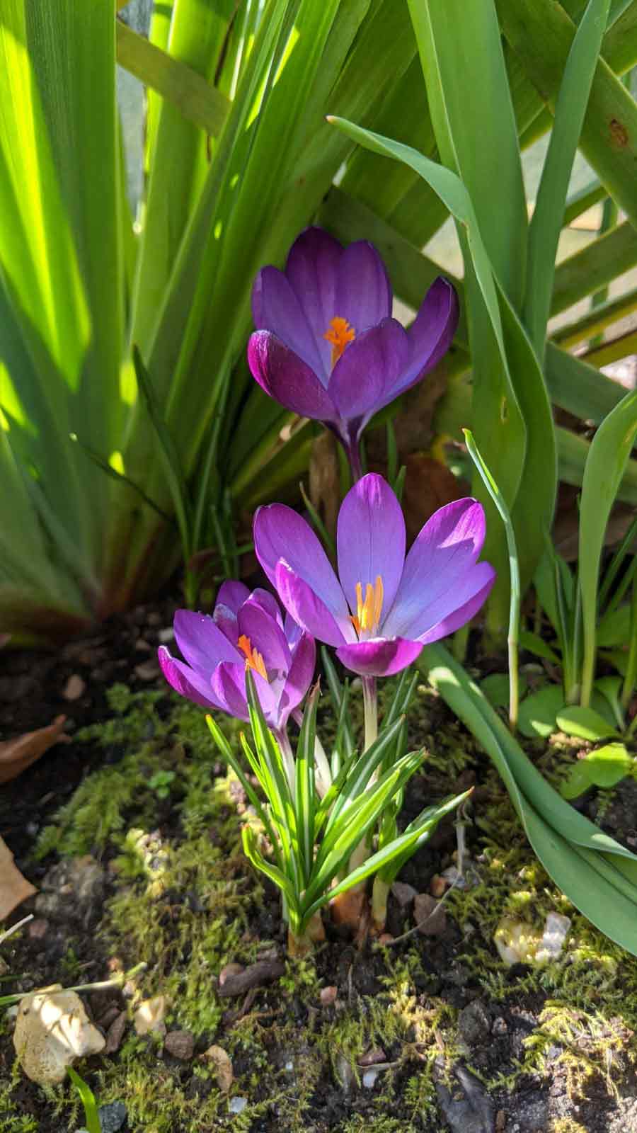 Poole Lady Gardener & Designer Susanne - Crocus tomasinianus 'Ruby Giant' in Poole