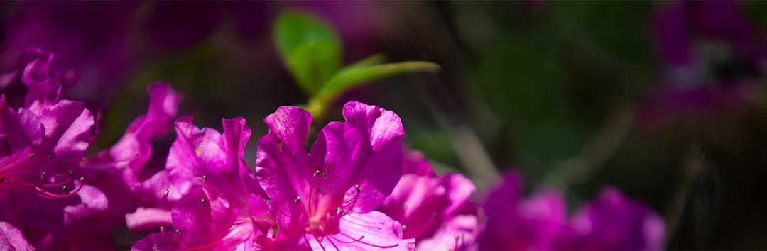 Pantone Colour of the Year 2023: PANTONE 18-1750 Viva Magenta