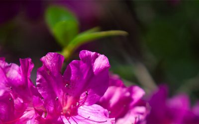 Pantone Colour of the Year 2023: PANTONE 18-1750 Viva Magenta