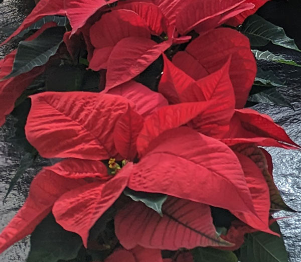 Poinsettia spp.