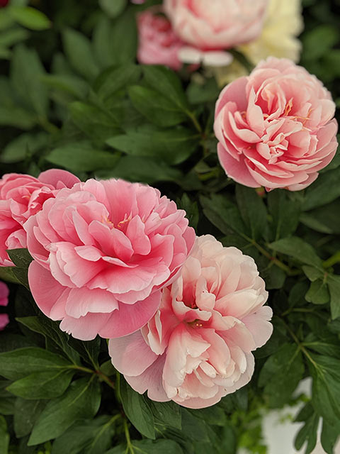 Paeonia 'Coral Charm' Pantone Color 2024 Peach Fuzz