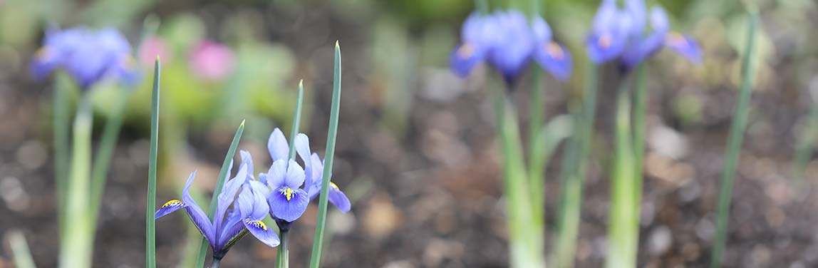 Iris reticulata 'Harmony'