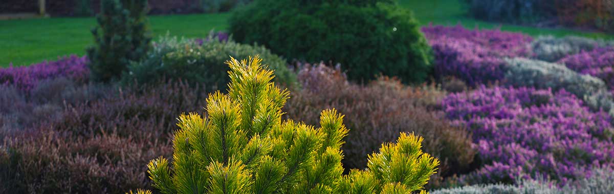 Erica carnea Picea