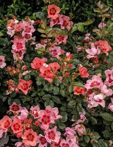 Rosa 'For your Eyes Only' Rose of the Year 2015 cc Poole Lady Gardener