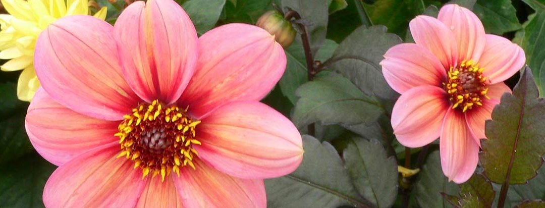 Pantone Color of the Year 2024 : The colour of the year 2024: PANTONE 13-1023 Peach Fuzz and its various hues.