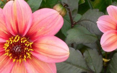 Pantone Color of the Year 2024 : The colour of the year 2024: PANTONE 13-1023 Peach Fuzz and its various hues.