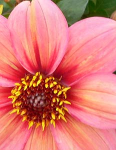 Rosa 'Happy Single Kiss' Photo by F.D. Richards on Flickr