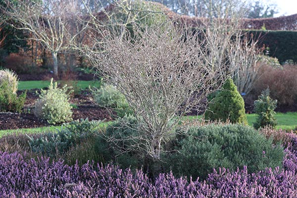 Erica carnea 'Rosalie' and  Erica carnea 'Golden Starlet'