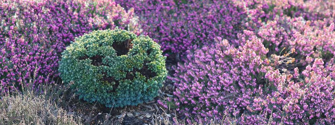 Heathers provide colors all-year-round