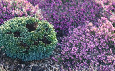 Heathers provide colors all-year-round