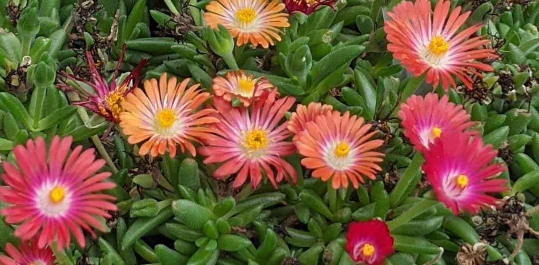 Deslosperma spp.