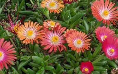 Ice Plants – Have you noticed these?