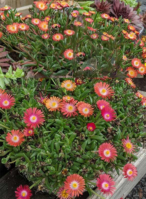 Delesperma spp. in pots