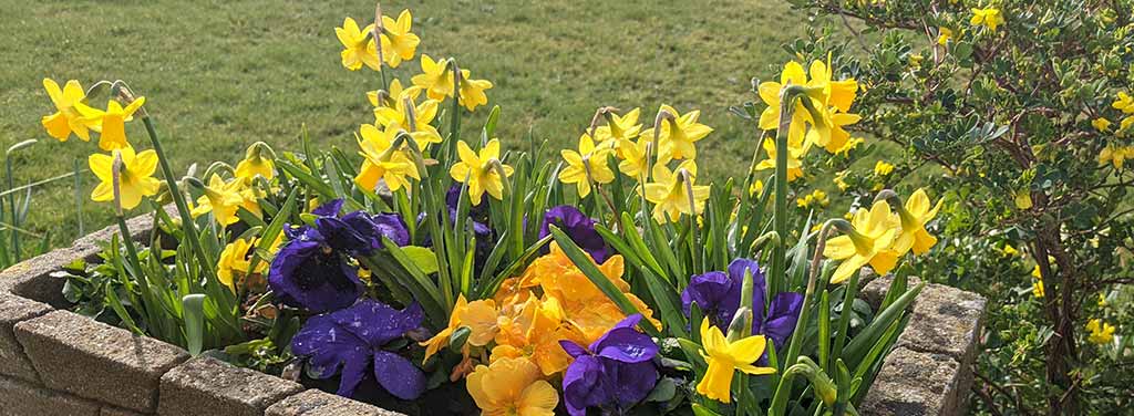 Happy_Easter_Daffodils_PXL_20210312_102059095 Happy Easter 2026