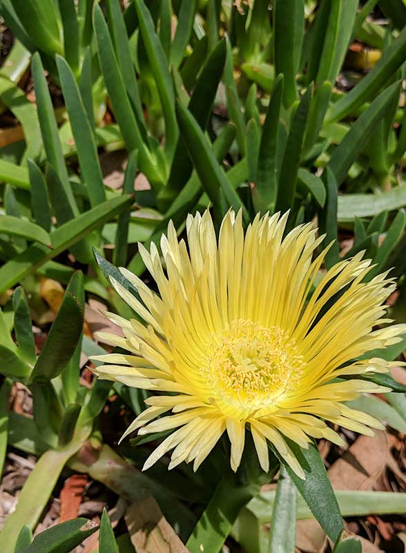 Carpobrotus edulis - Ventnor Botanical Gardens near entrance