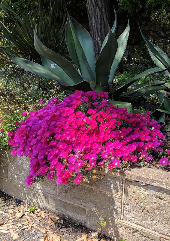 Lampranthus 'Tresco Magenta' 