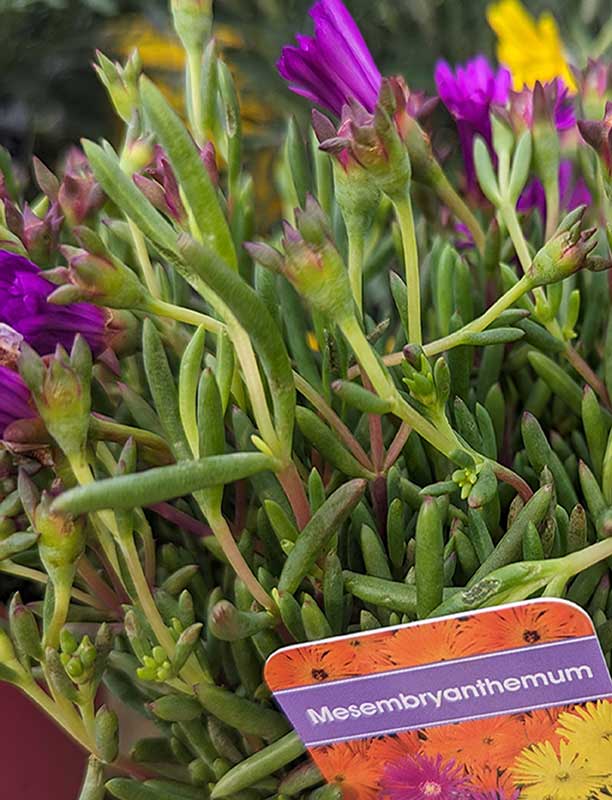 Mesembryanthemum in lila and purple color 