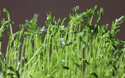 Easy Growing of Sprouts and Microgreens