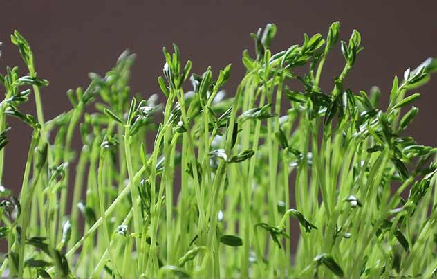 Easy Growing of Sprouts and Microgreens