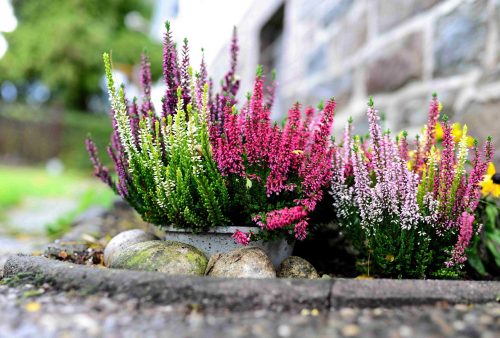 Bud Blooming Heathers