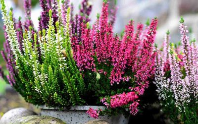 Mysterious Bud Blooming Heathers?