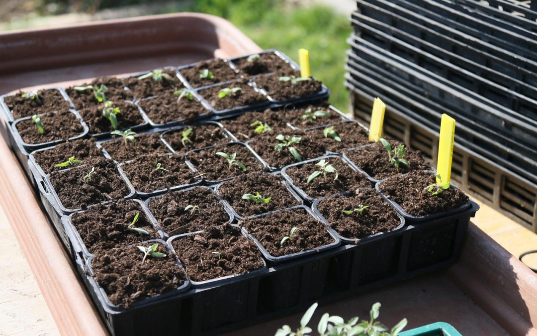 Seed sowing in trays