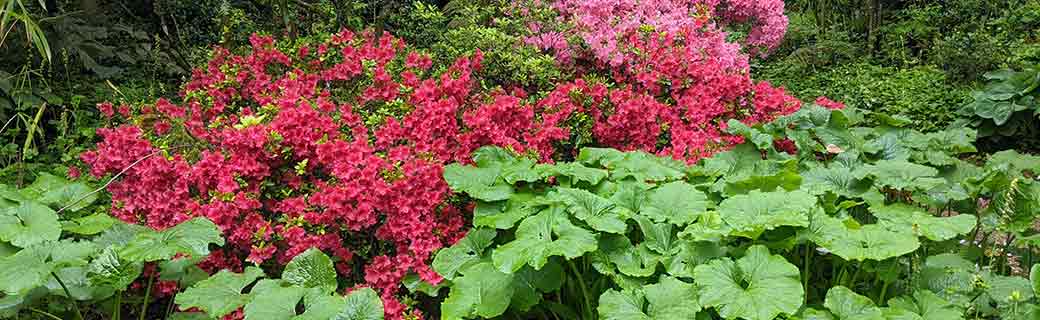 Azaleas