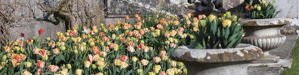 Tulips KIngston Lacy
