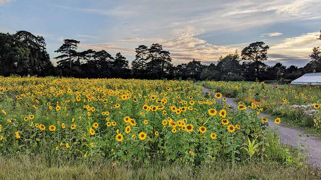 Sun Flowers at Kingston Lacy Kitchen Garden