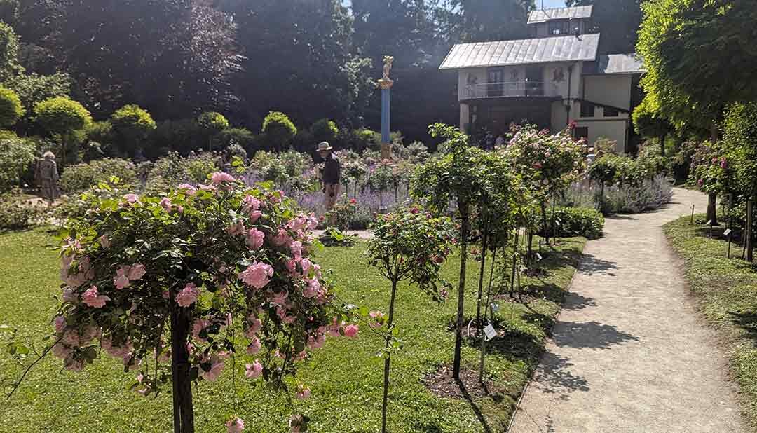 Unusual Standard Roses to be found on the romantic Rose Island / Roseninsel