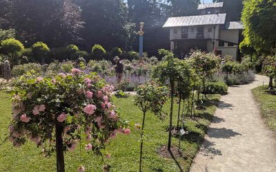 Unusual Standard Roses to be found on the romantic Rose Island / Roseninsel