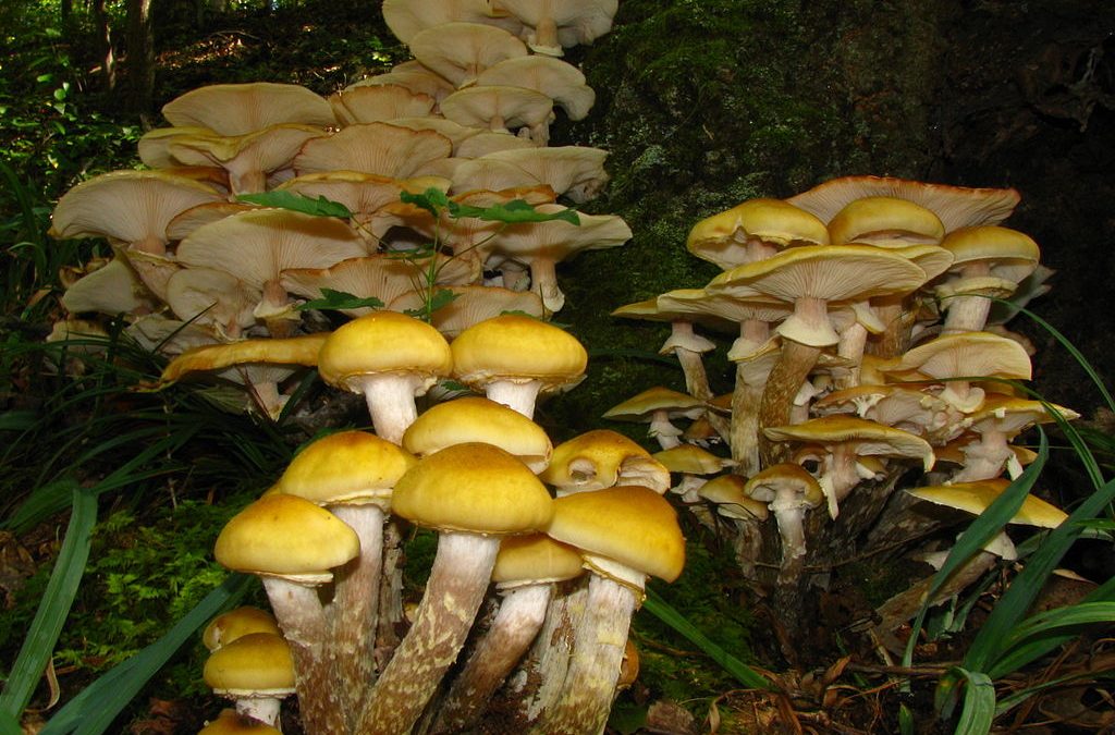 Honey Fungus vs. Velvet Shank: The Gardener’s Guide to Identification & Action