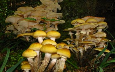 Honey Fungus vs. Velvet Shank: The Gardener’s Guide to Identification & Action