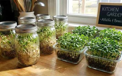 Best Containers for Sprouts and Microgreens