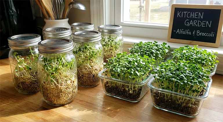 Best Containers for Sprouts and Microgreens