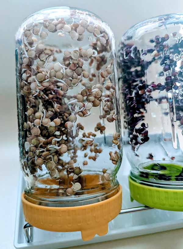 Lentils and Alfalfa sprouts