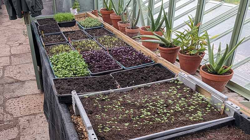 Microgreens at the Pig in Studtland UK Dorseet